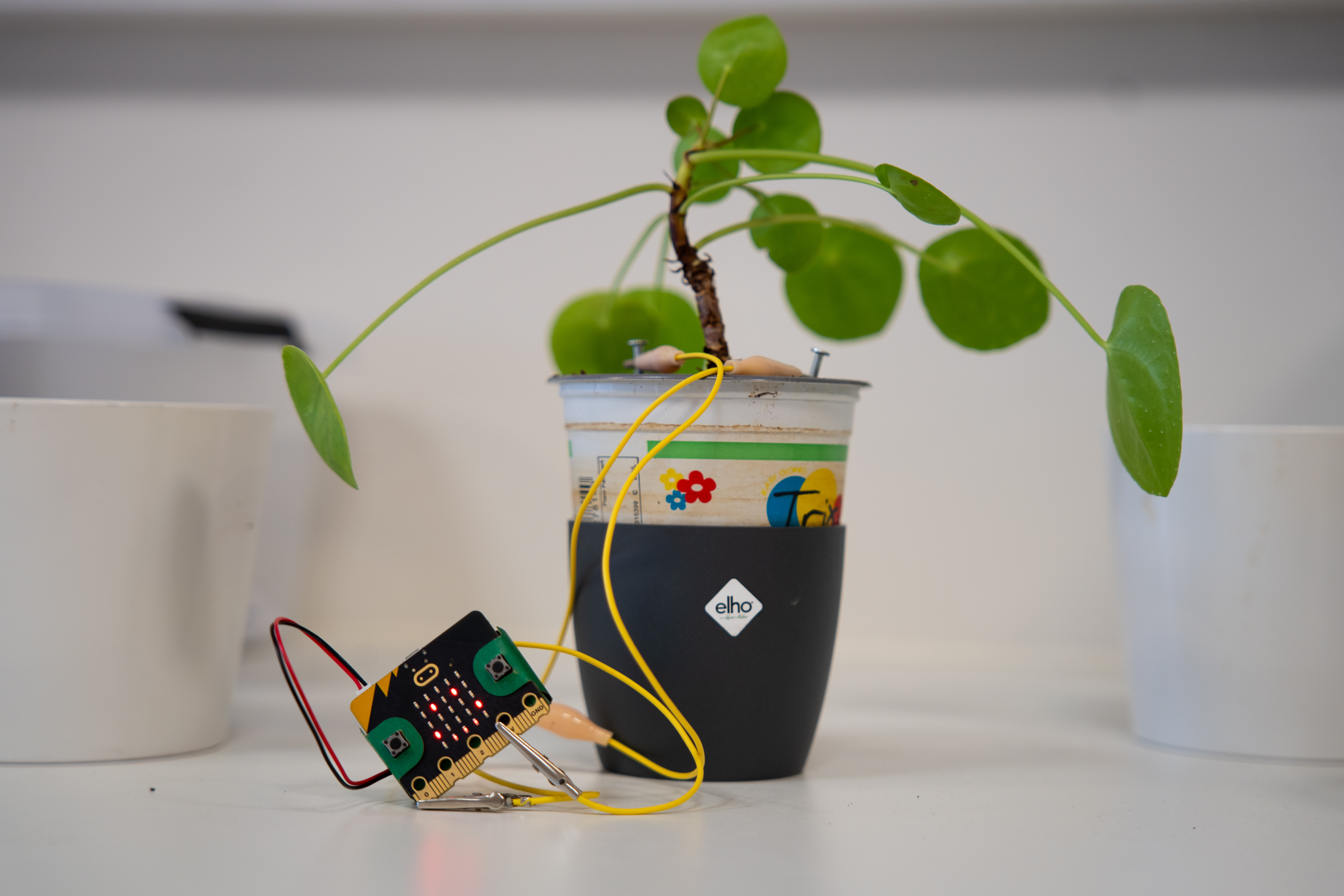 Plant met micro:bit en meetdraden als veilige IPO-referentie